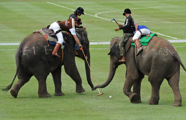 elephant polo sport