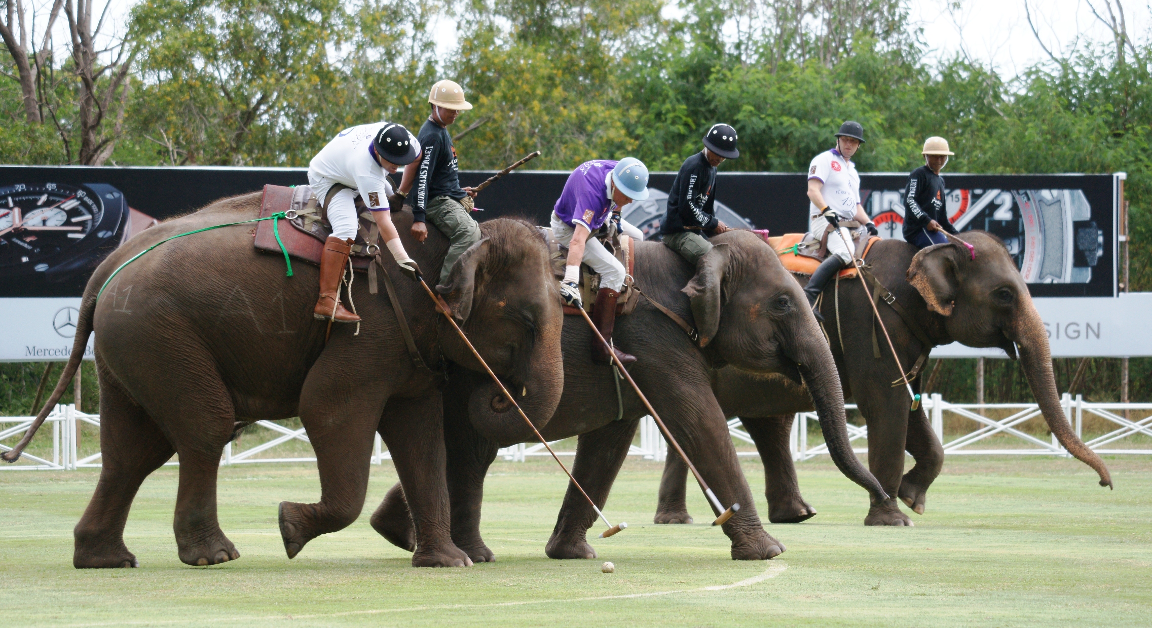 elephant polo sport