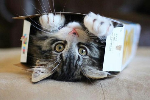 Perchè gatti amano scatole