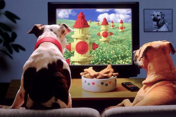 Cani guardano televisione